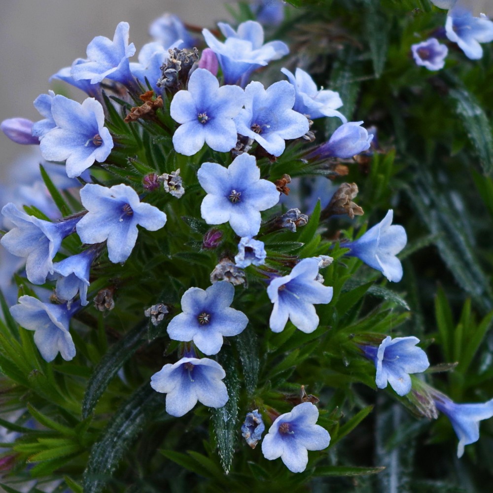 Lithodora, the Stunning Blue Evergreen Ground Cover