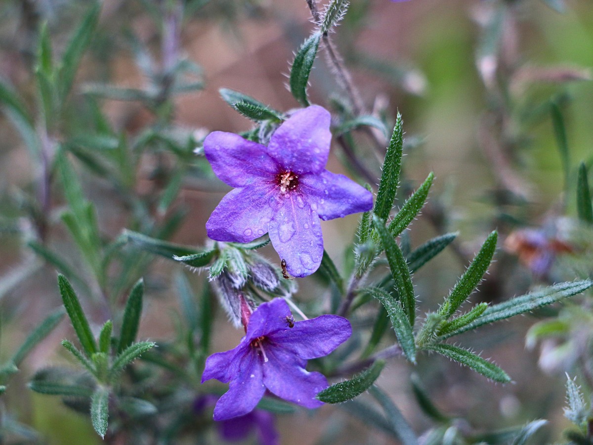 Growing Lithodora: Answering Questions, Like Do Deer Eat Lithodora? Does Lithodora Spread? How to Propagate Lithodora and How Fast Does Lithodora Spread?