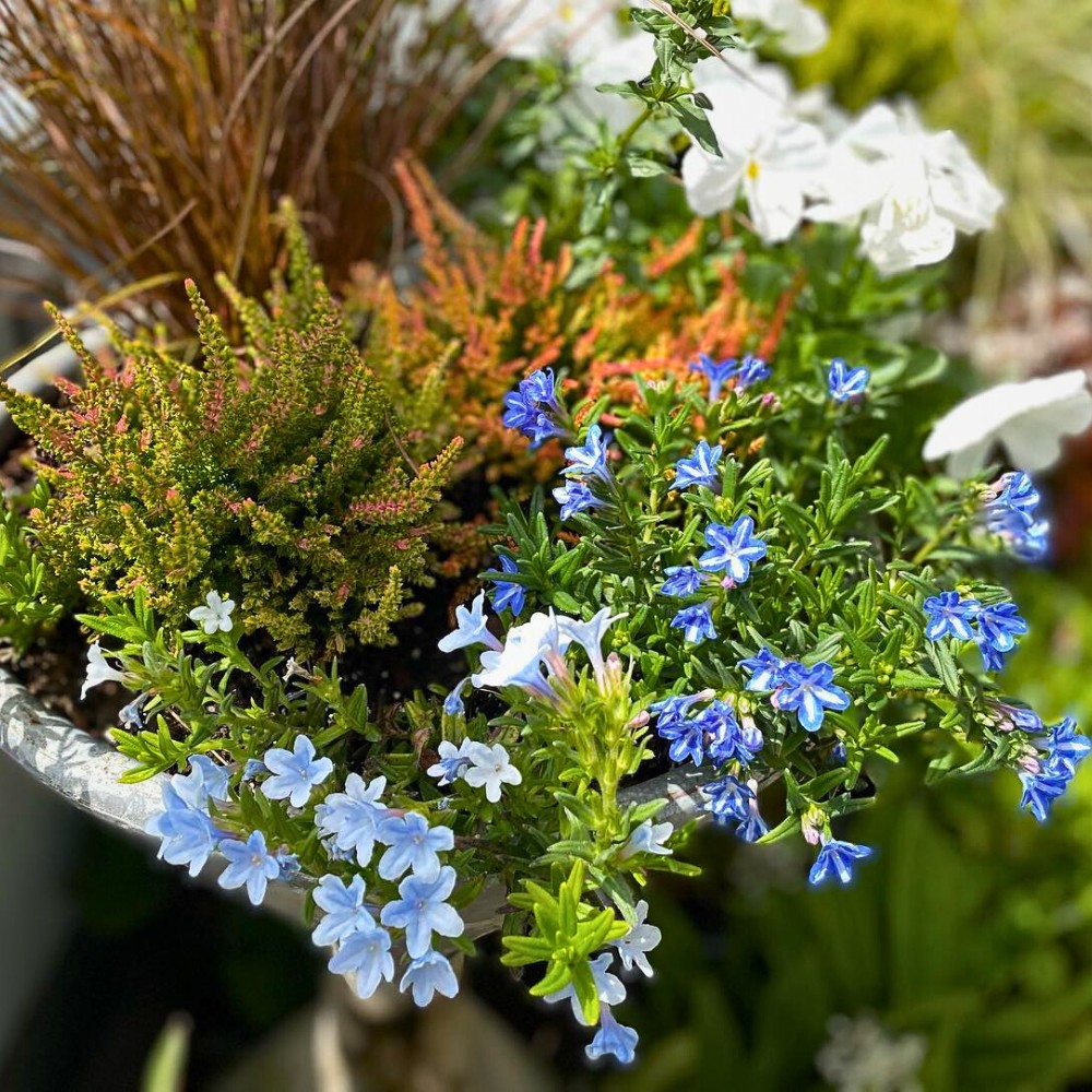 Growing Lithodora: Answering Questions, Like Do Deer Eat Lithodora? Does Lithodora Spread? How to Propagate Lithodora and How Fast Does Lithodora Spread?