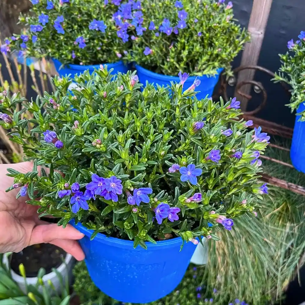 Growing Lithodora