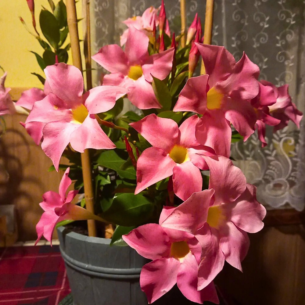 Dipladenia planting works beautifully for patio pots, mixed containers, and hanging baskets