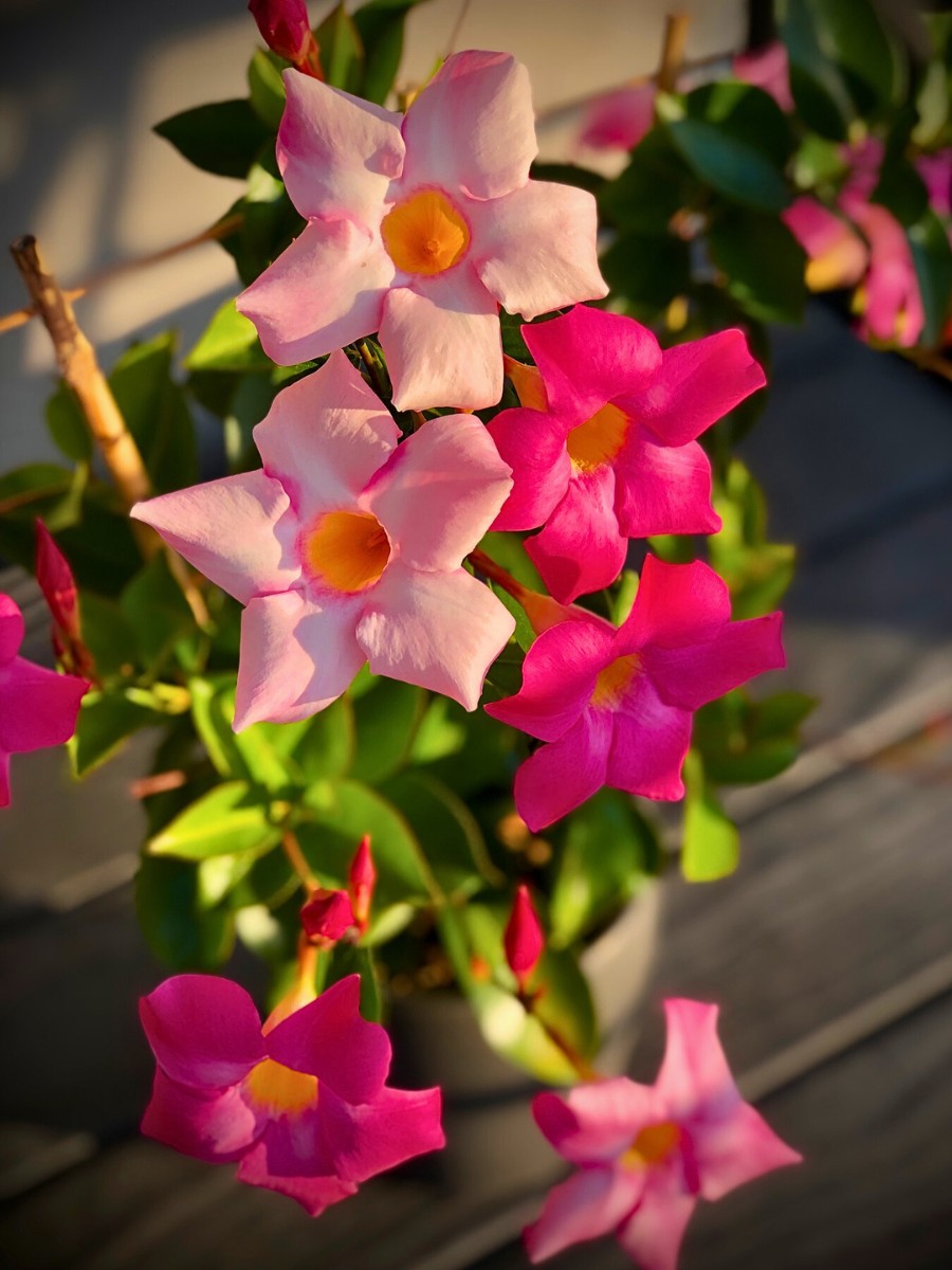 What is a Dipladenia plant and how does it differ from Mandevilla?