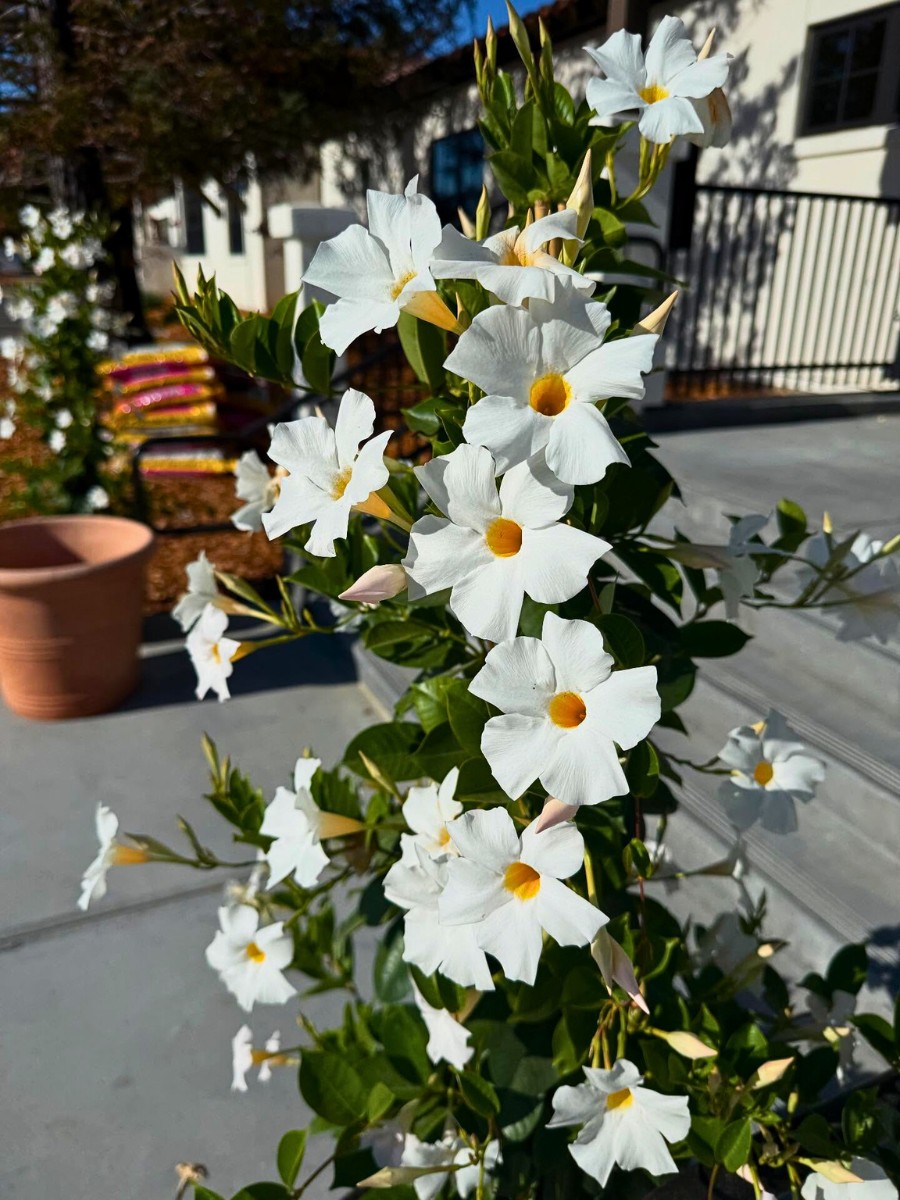 How often should I water my Dipladenia planten? Water the Dipladenia planten when the top 2.5 cm of soil feels dry. 