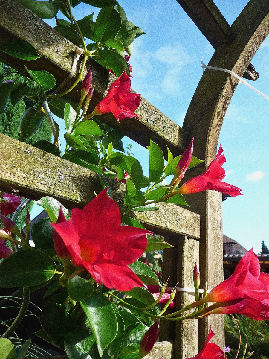 What Is a Dipladenia Plant, Also Called Mandevilla, And How to Care for a Dipladenia Plant.