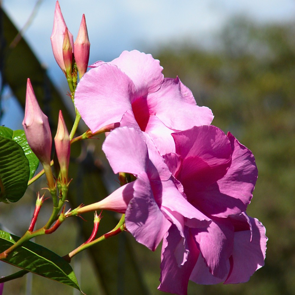 Dipladenia plant is a tropical flowering plant very closely related to Mandevilla