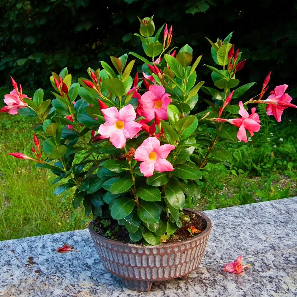 What Is a Dipladenia Plant, and How to Care for a Dipladenia Plant.