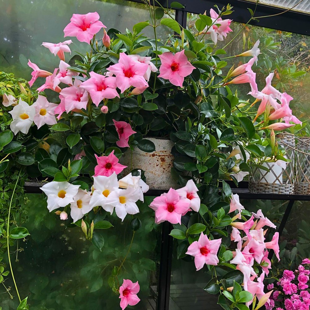 A classic Dipladenia plant usually stays bushy, with smaller, slightly matte leaves and shorter internodes than the vining Mandevilla types.
