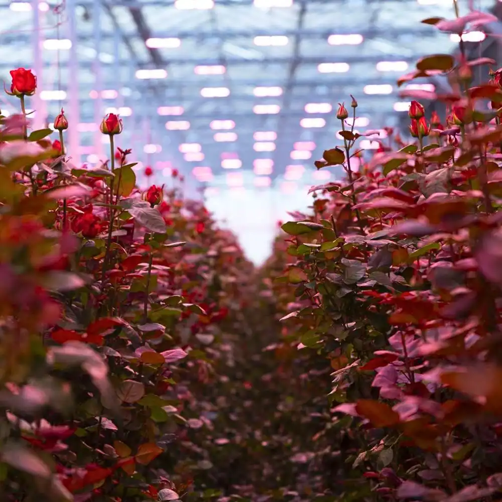 When Valentine’s Roses Meet Sustainability