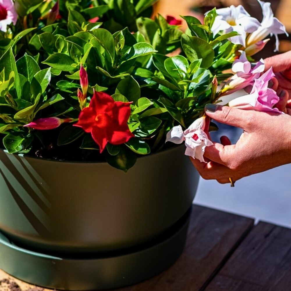 In many garden centers, Dipladenia planten are actually labeled as Mandevilla