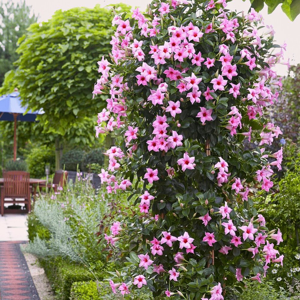 Dipladenia planten have smaller, more compact foliage that is often less glossy than Mandevilla leaves, and the space between leaf joints is shorter, which adds to that dense, bushy look.