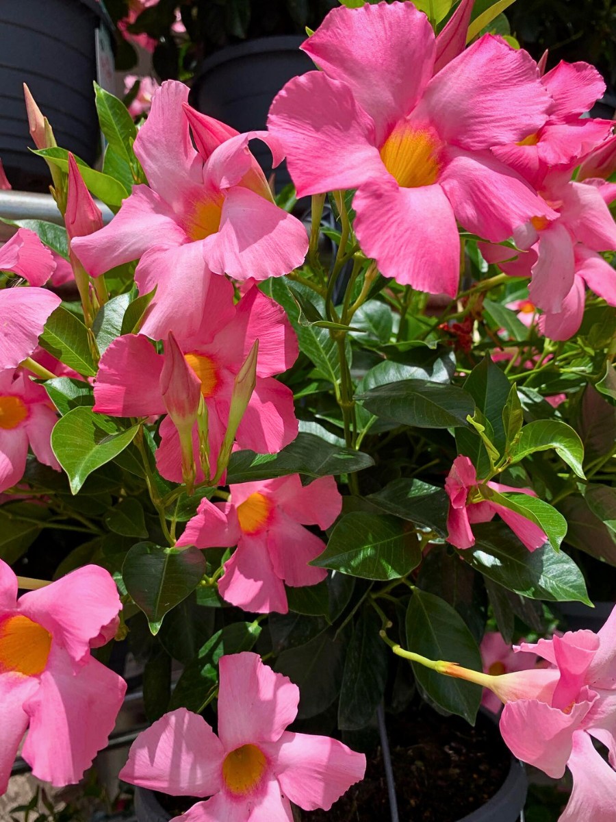 Dipladenia plant
