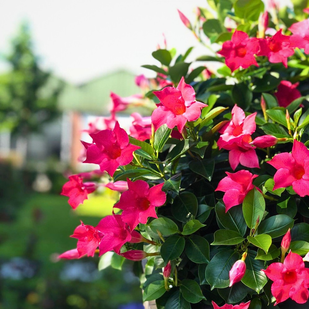 Is Dipladenia plant a perennial or just a one-summer affair? 
