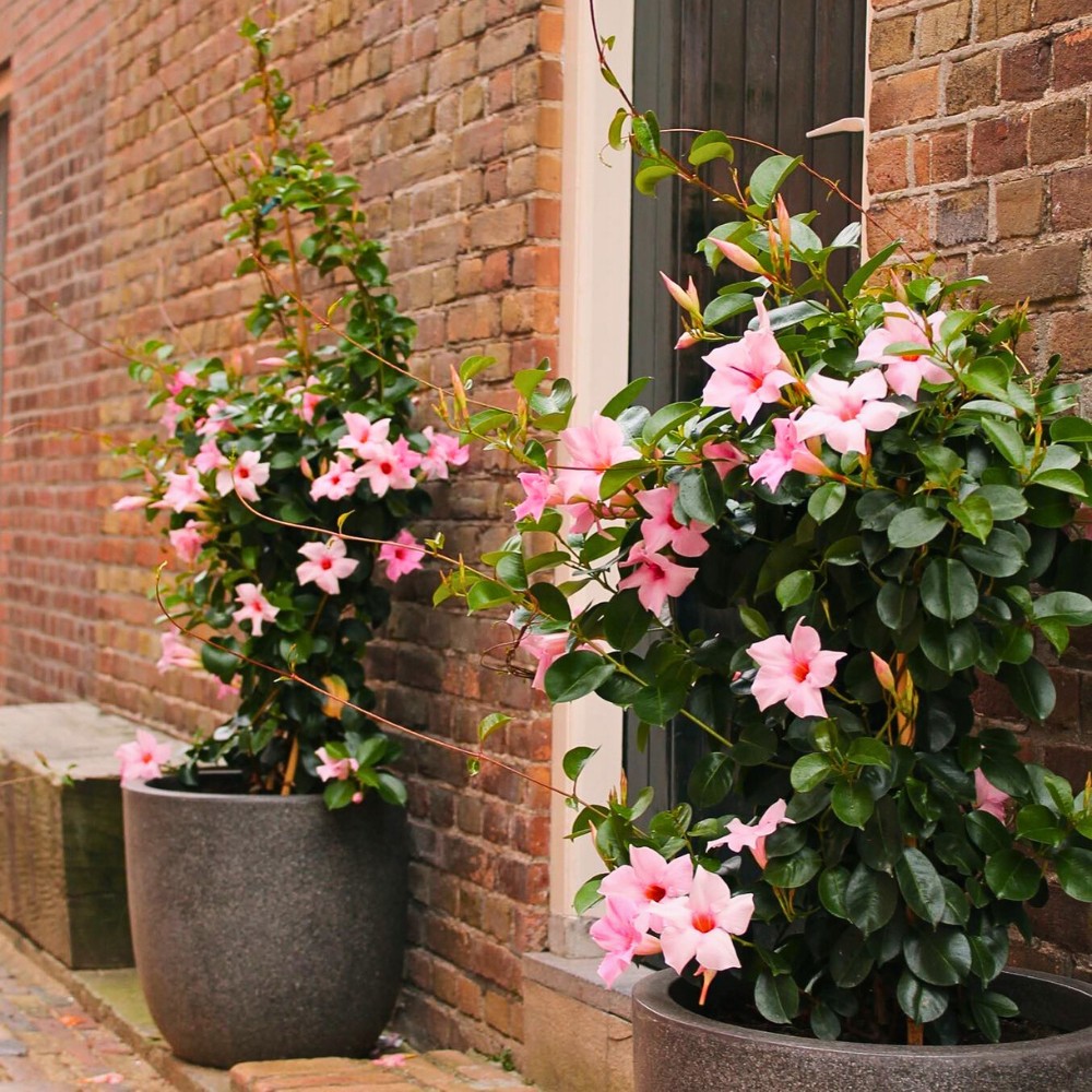 Is Dipladenia plant a perennial or just a one-summer affair? 