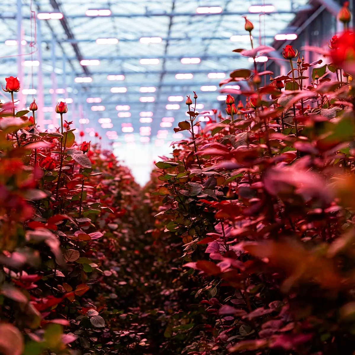 When Valentine’s Roses Meet Sustainability