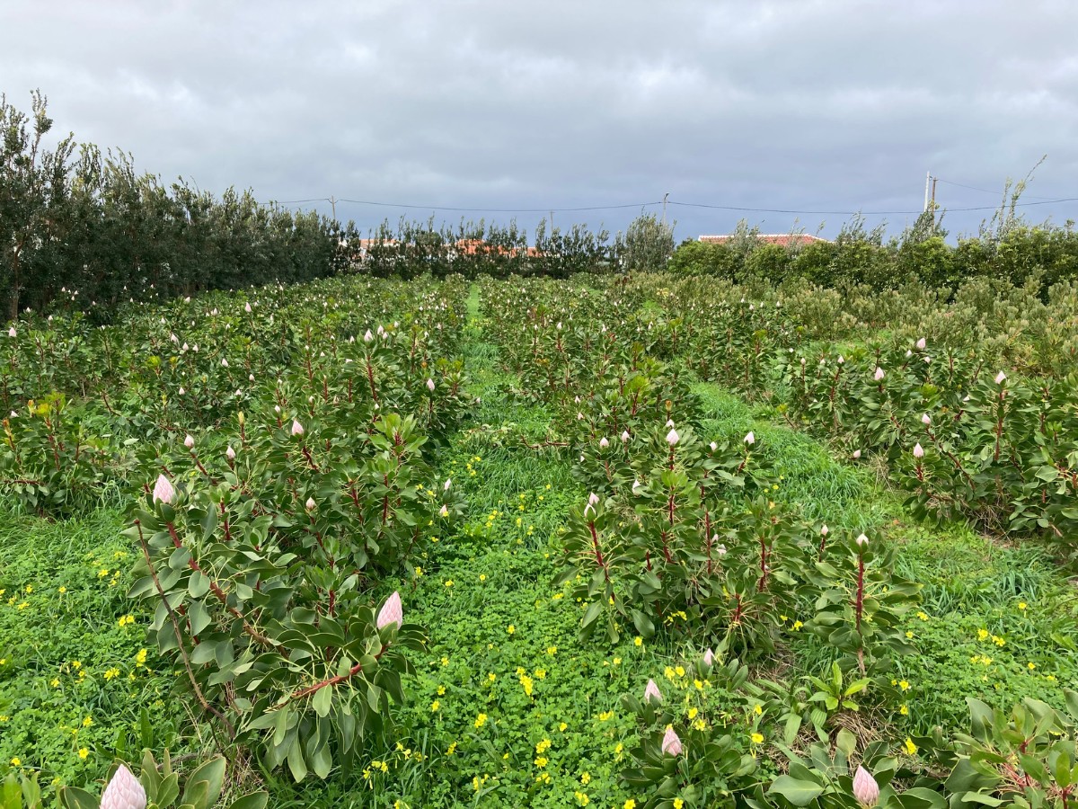 Color&iacute;ginz&rsquo;s Odilia and FruterCoop Brings You Quality Nutans From the Azores for Year-Round Supply.