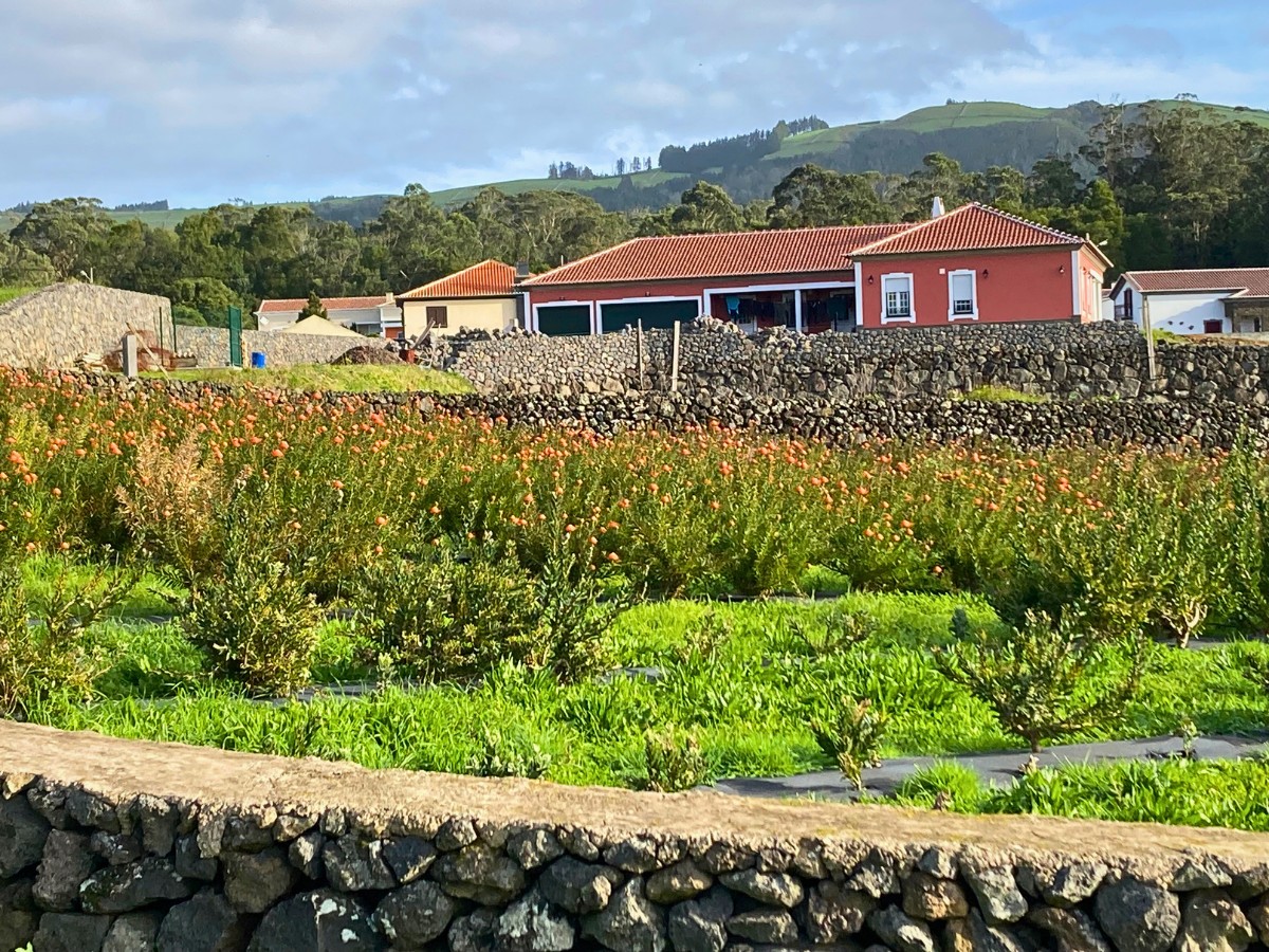 Color&iacute;ginz&rsquo;s Odilia and FruterCoop Brings You Quality Nutans From the Azores for Year-Round Supply.