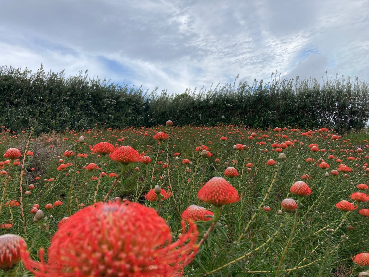 Color&iacute;ginz&rsquo;s Odilia and FruterCoop Brings You Quality Nutans From the Azores for Year-Round Supply.