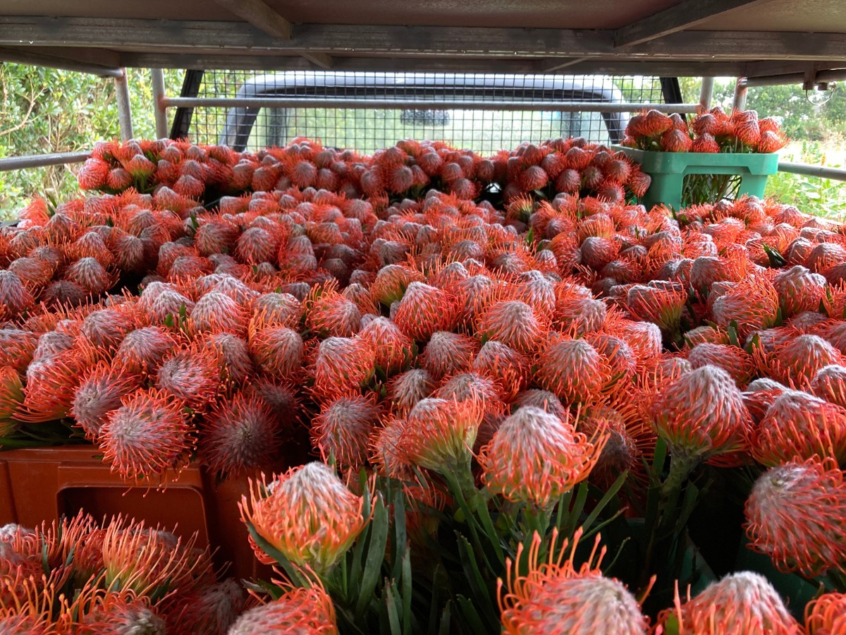 Color&iacute;ginz&rsquo;s Odilia and FruterCoop Brings You Quality Nutans From the Azores for Year-Round Supply.