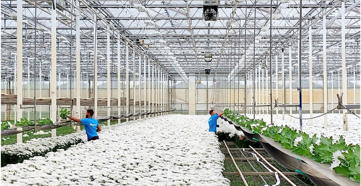 Beyond Chrysant Greenhouse