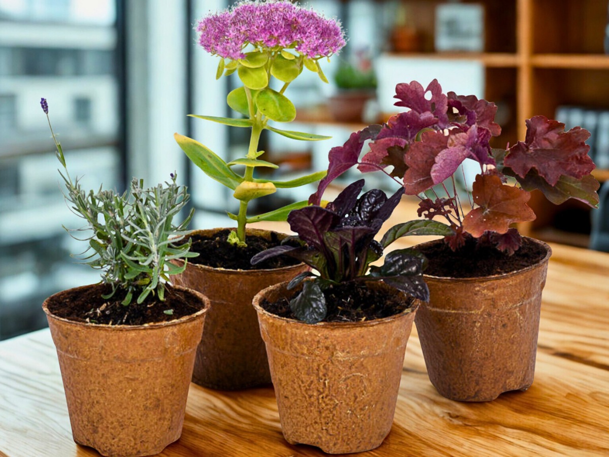 DOPA, the Paper Pots Developed by Plantics Reinforced With 100% Natural and Biodegradable Resin, Could Be the Answer for the Future of Plant Pots