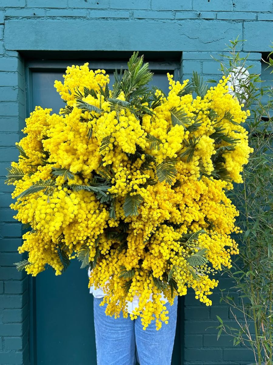 Bright and yellow mimosa flowers