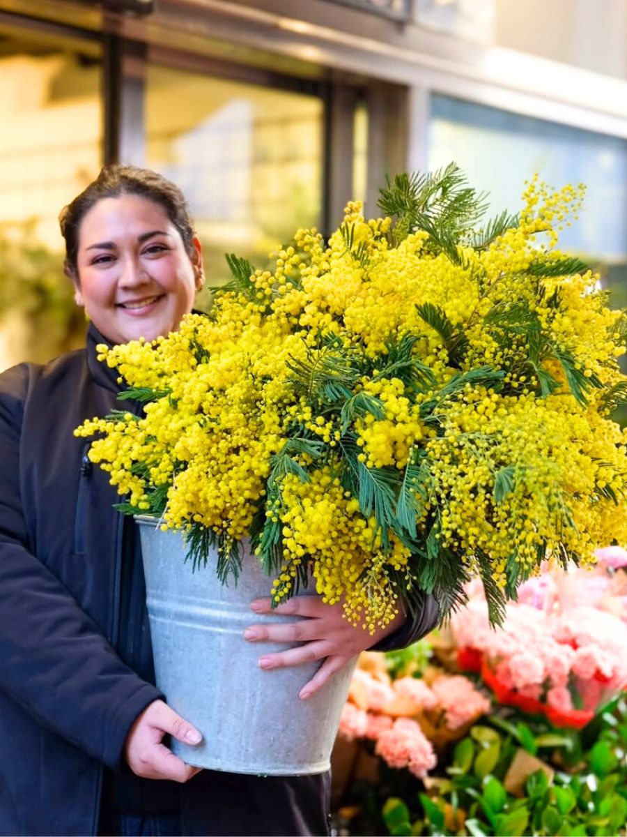Mimosa flowers for IWD