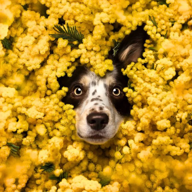 Dog in between mimosa flowers