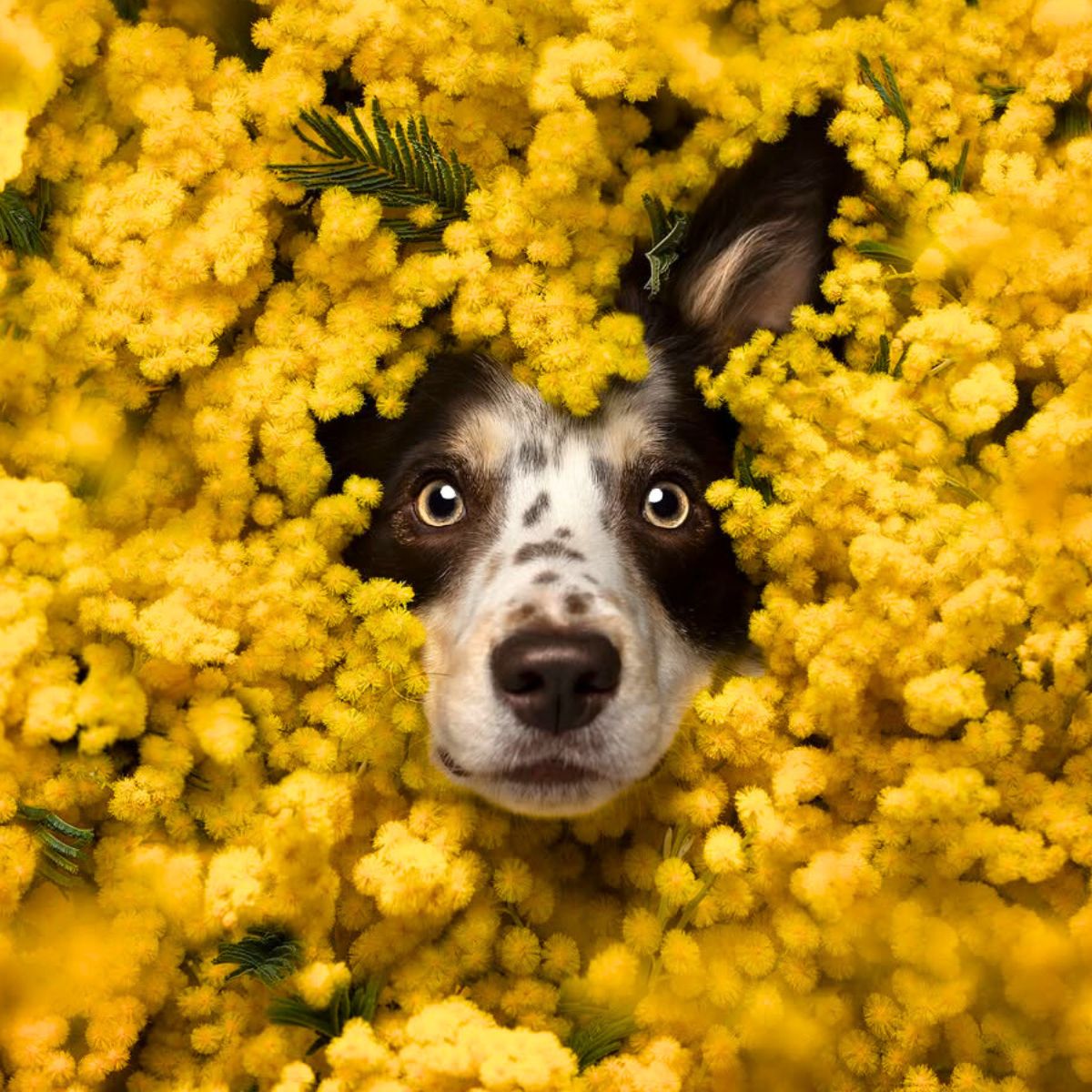 Dog in between mimosa flowers