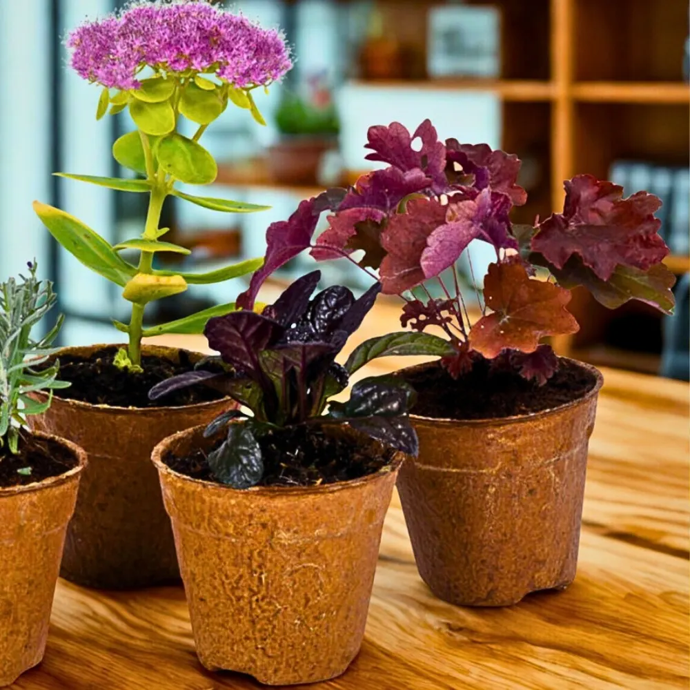 Plantics' DOPA Paper Pots Reducing Plastic in Horticulture - Thursd Article - Feature Image