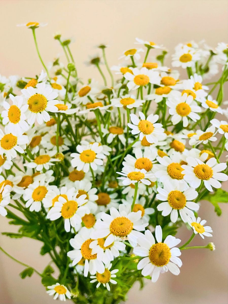 Matricaria by jjcolbourne