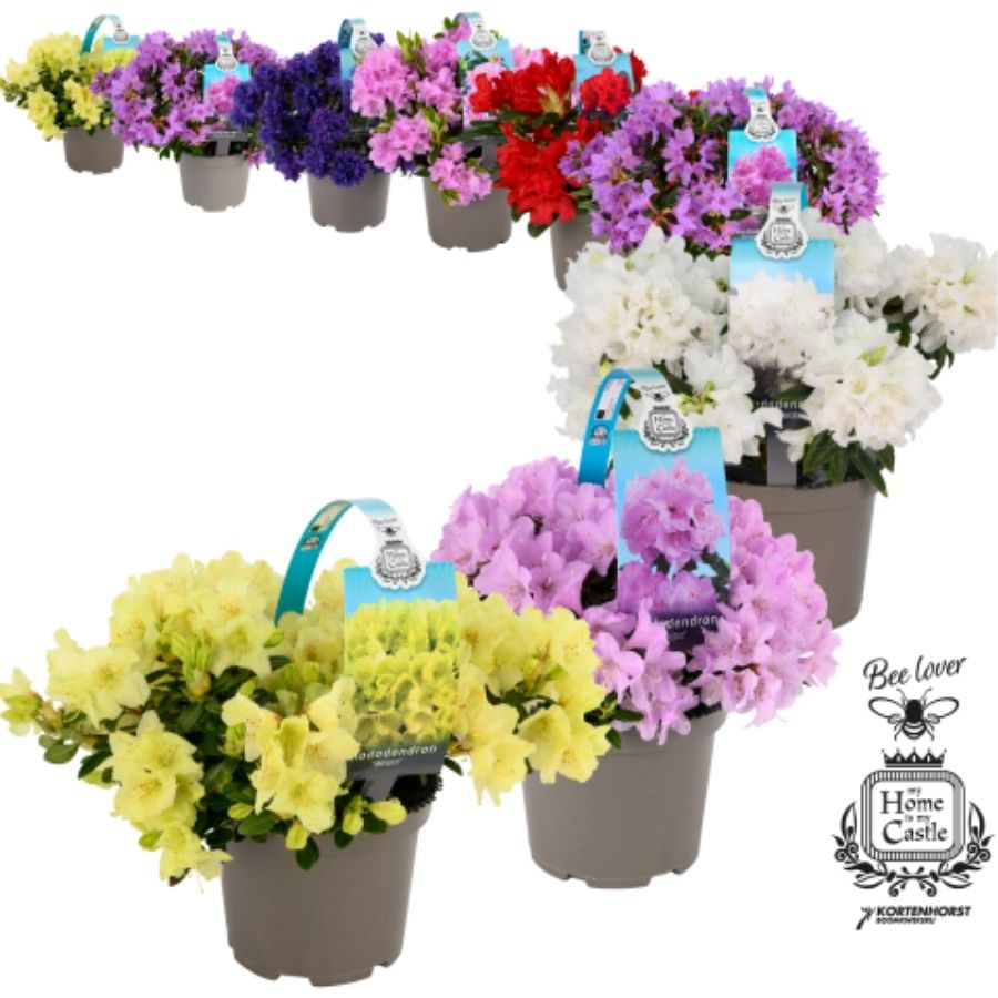 Rhododendrons by Kortenhorst Boomkwekerij Rhododendrons by Kortenhorst Boomkwekerij