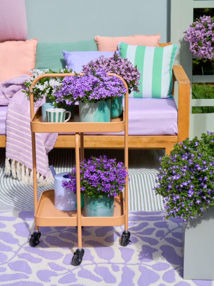 Campanula Ambella and Campanula Adansa by Campanula Addenda Campanula Ambella and Campanula Adansa by Campanula Addenda