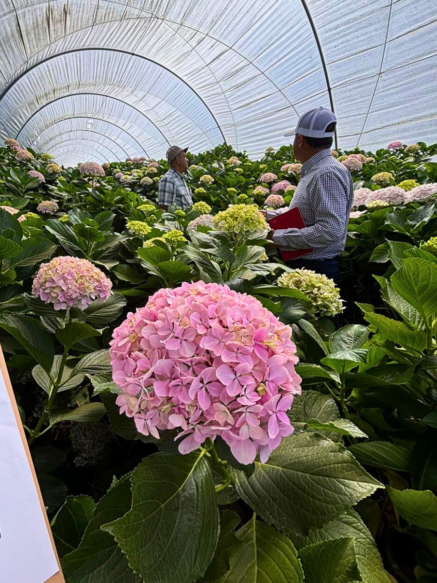 Sustainable blooms: a look at environmental practices in U.S. floriculture