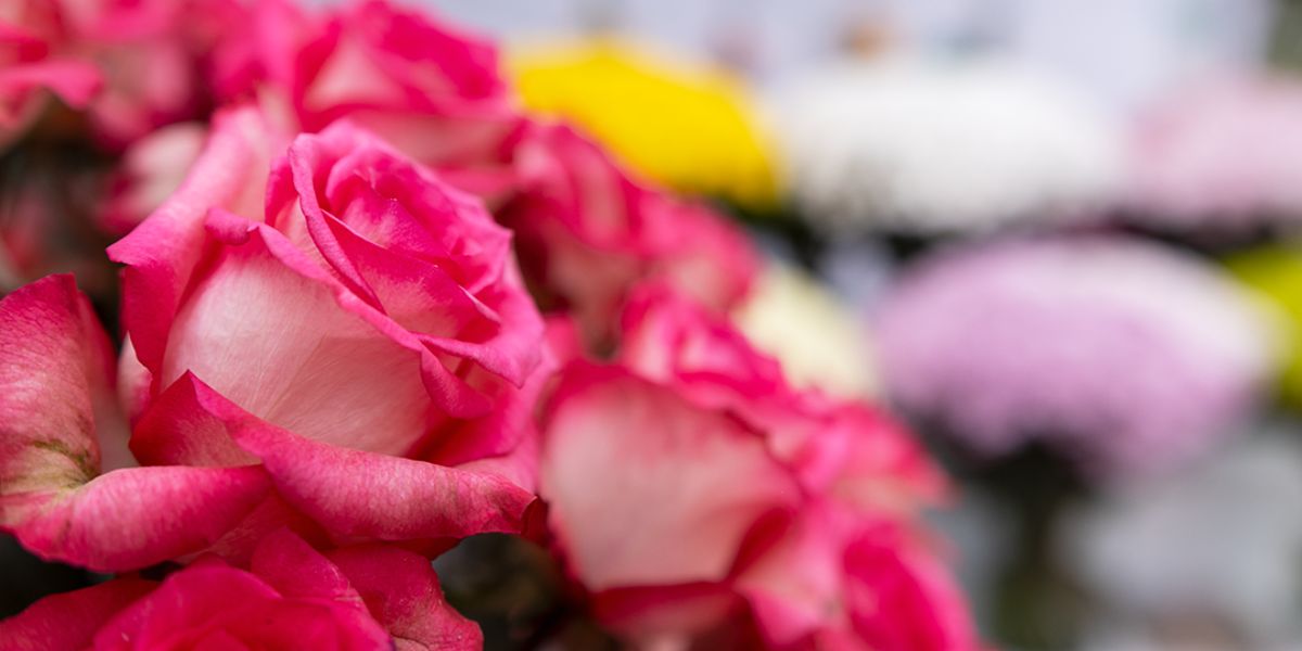 Roses by Danziger Breeding