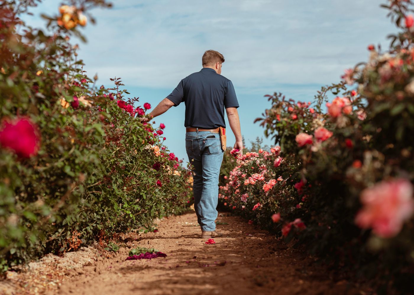 April & Ashley roses in the fields
