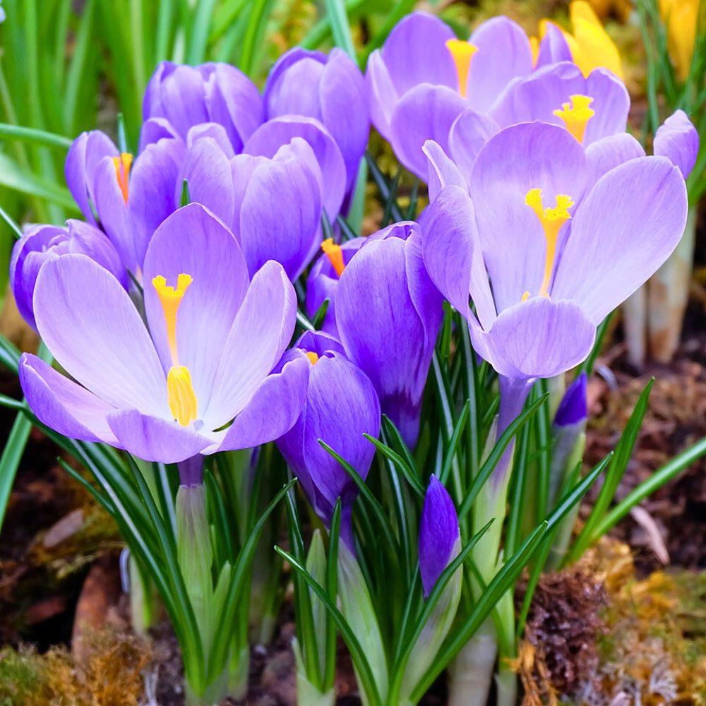 Purple flowered Crocus plant in a garden