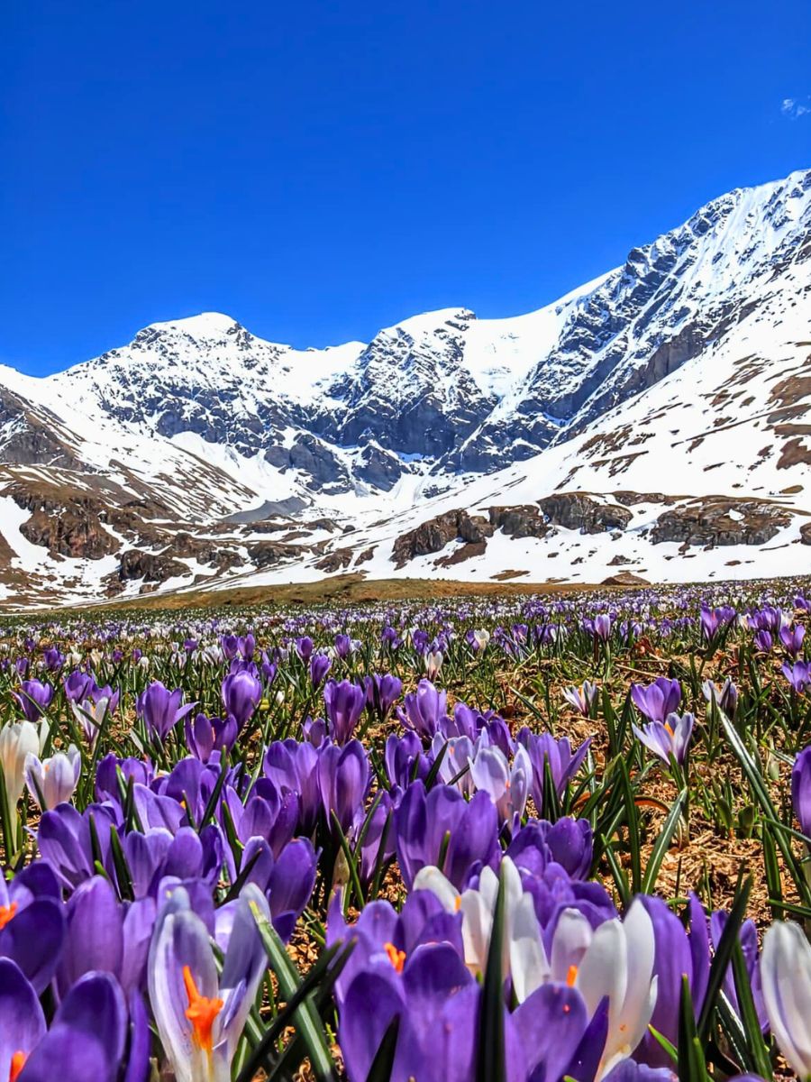 Crocus plants flowering near a mountain