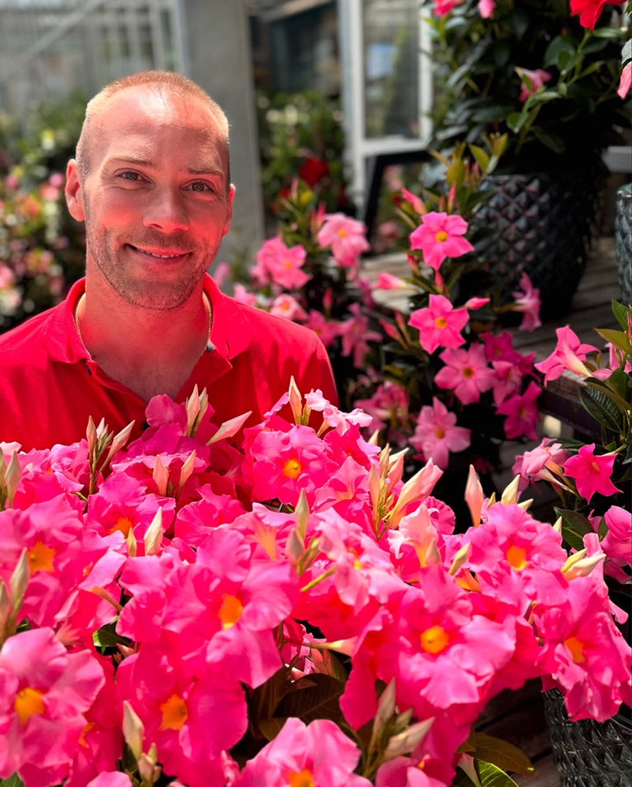 Dipladenia by gartencenter_seebauer