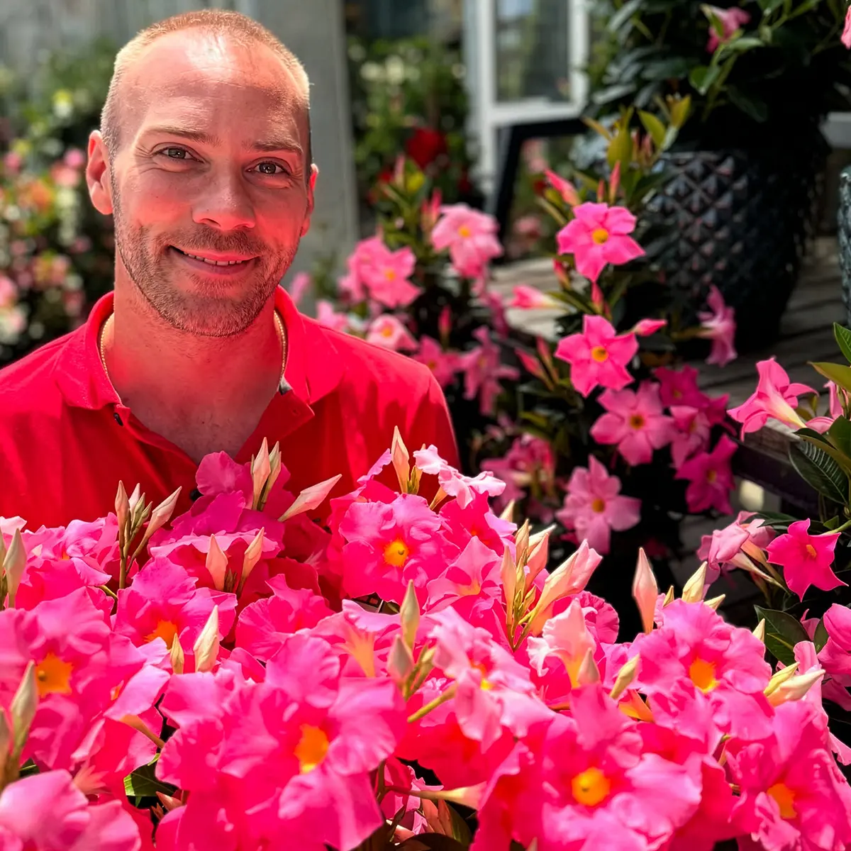 All About Dipladenia Plants: Dipladenia Plant Care, Is Dipladenia Plant a Perennial?