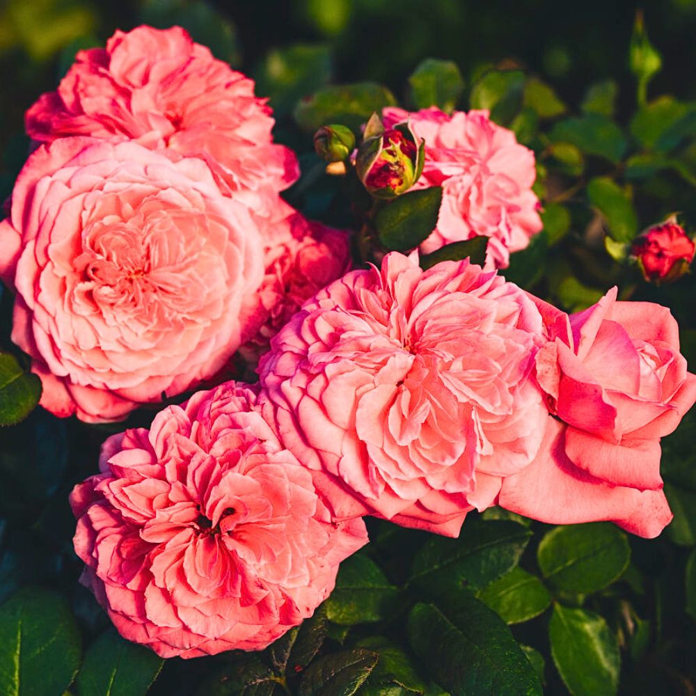 Rose The Most Beautiful&trade;&nbsp;