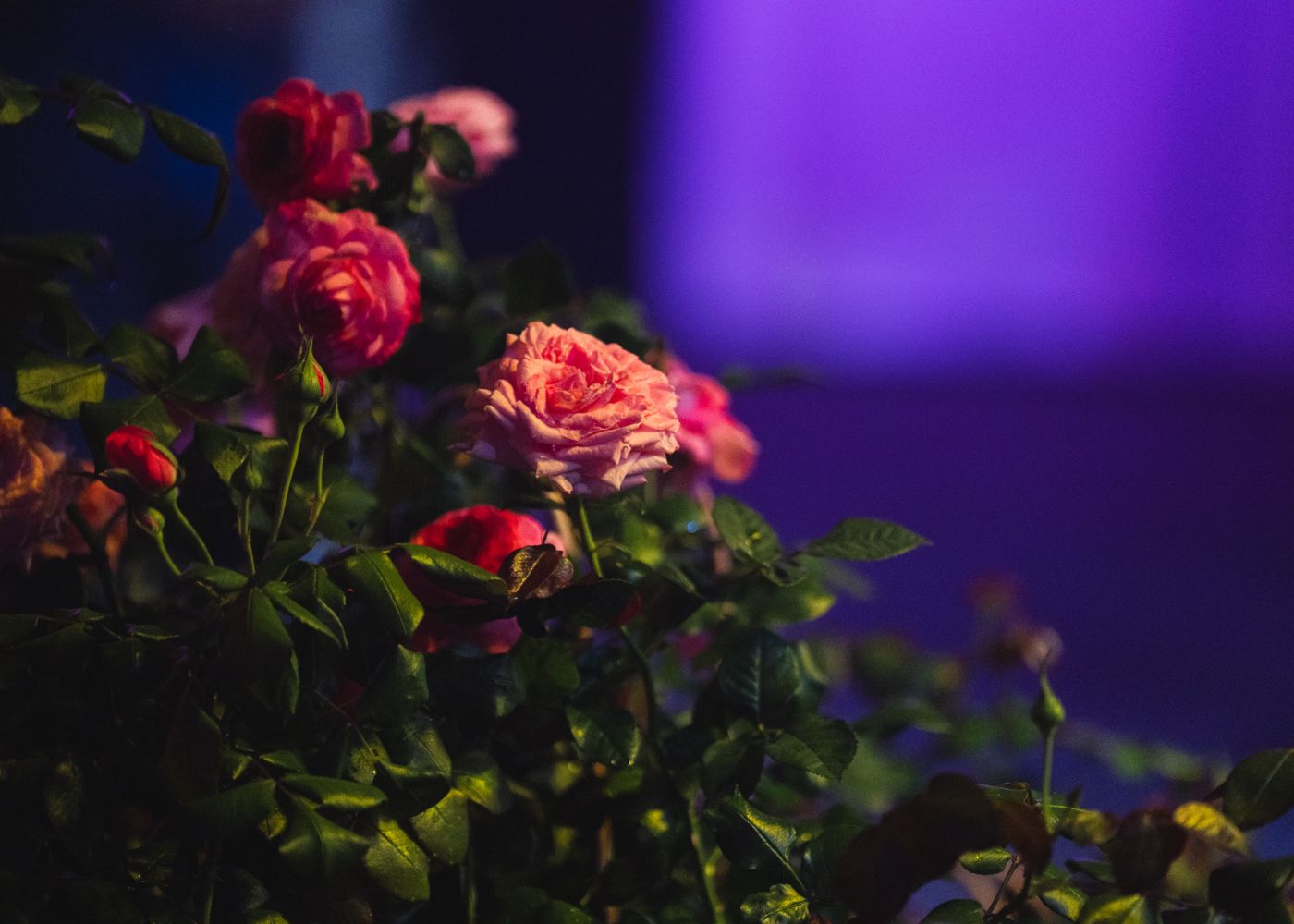 Rose The Most Beautiful