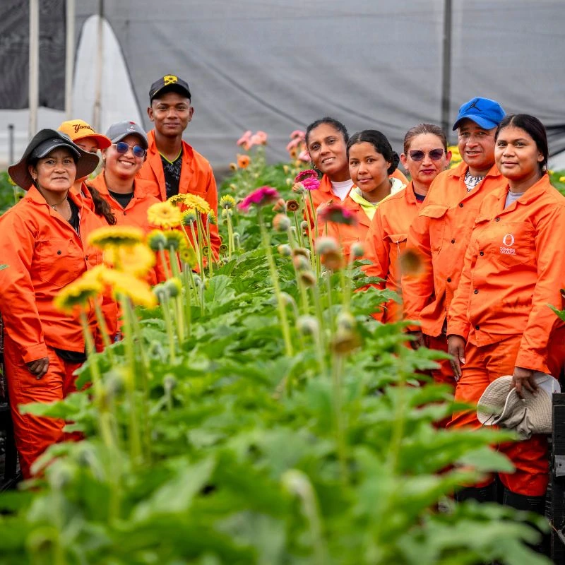 Dummen Orange Latam team