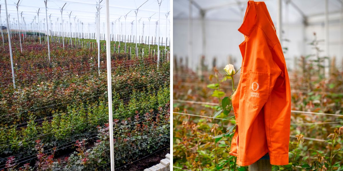 Part of the new Dummen Orange farm