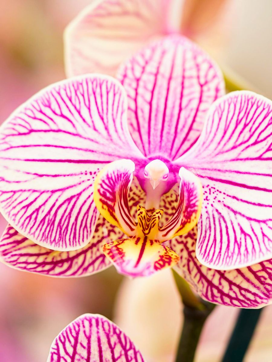 Decorum Phalaenopsis