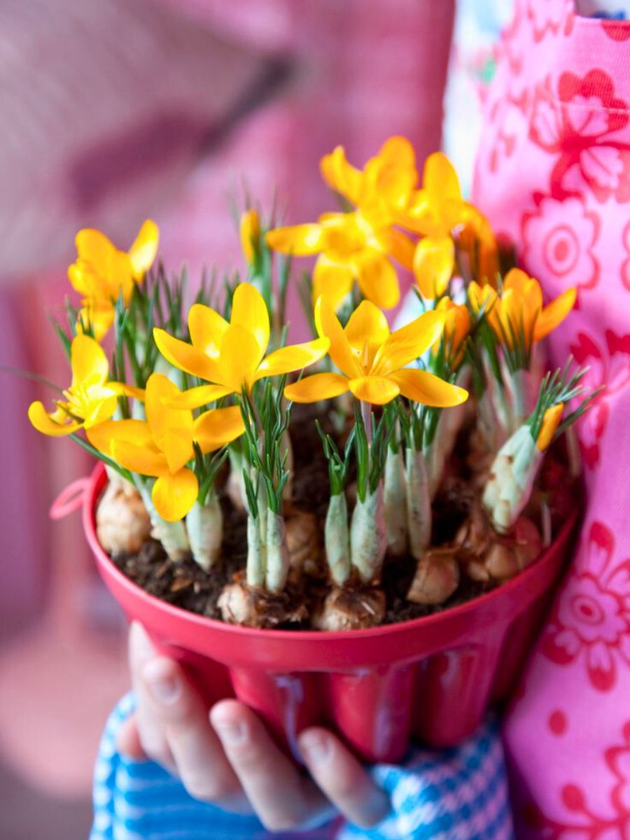 Potted Crocus plant with yellow flowers