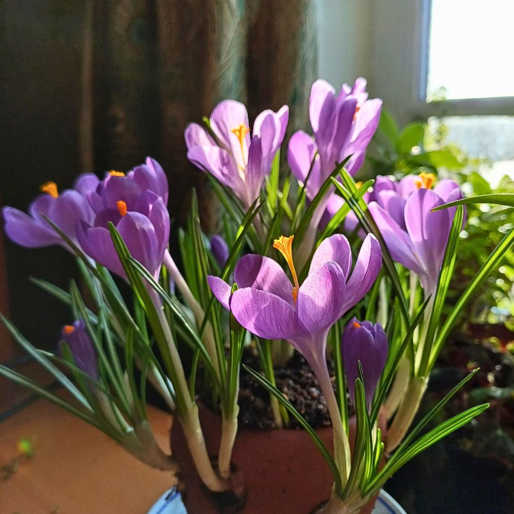 Crocus plant