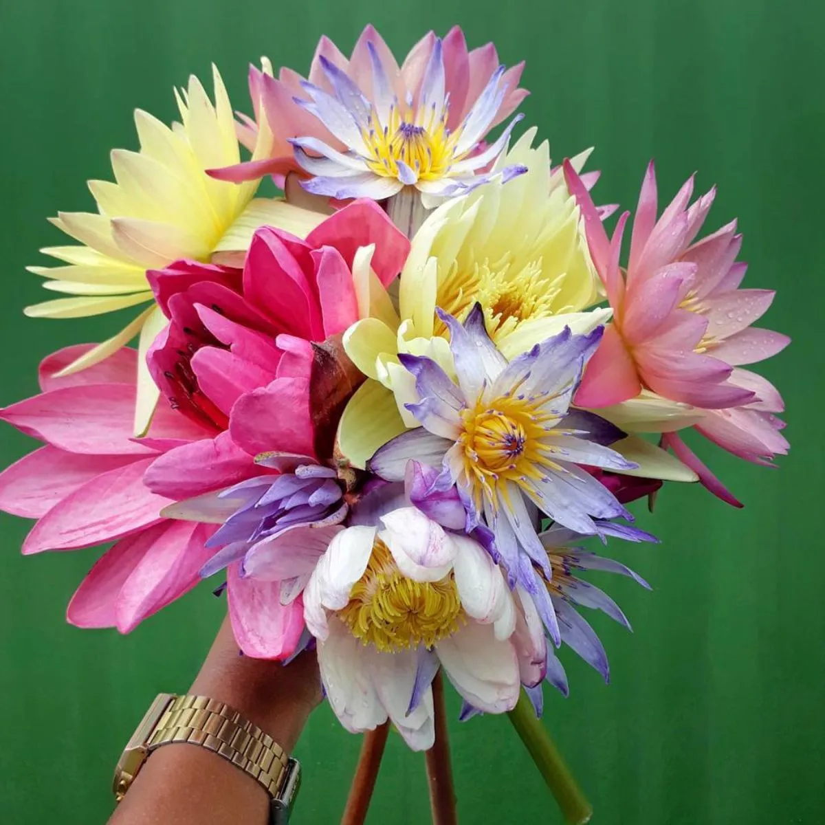 The Best Pisces Birth Flower as per the Zodiac Sign