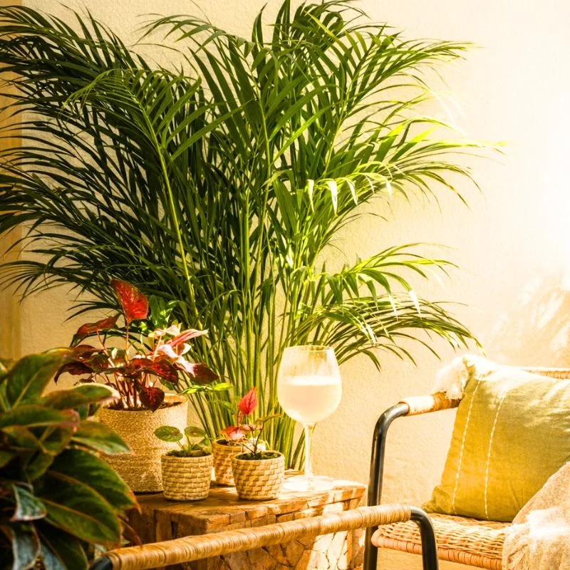 Stella Palm in living room