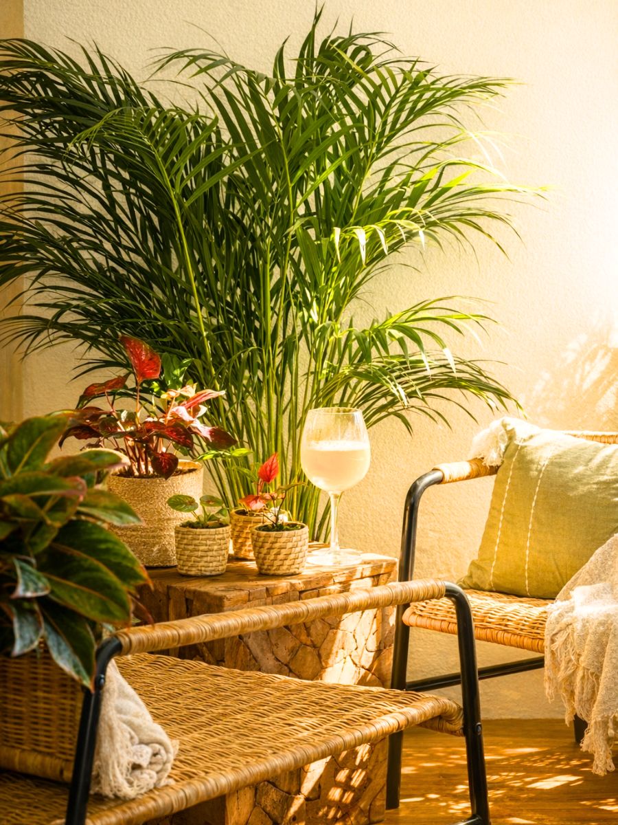 Stella Palm adorning a living room