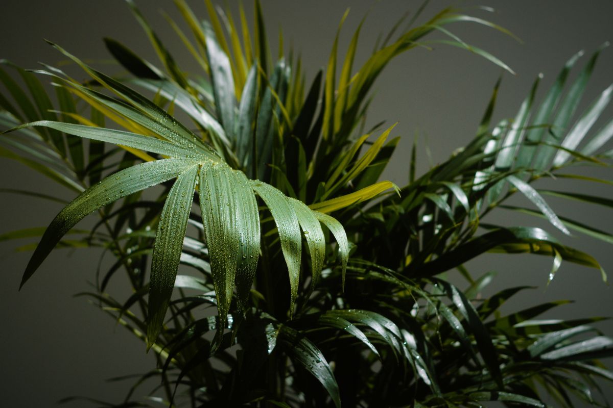 Stella Palm by TAK up close